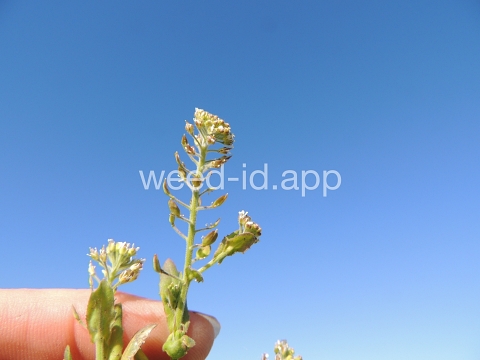 pepperweed, field